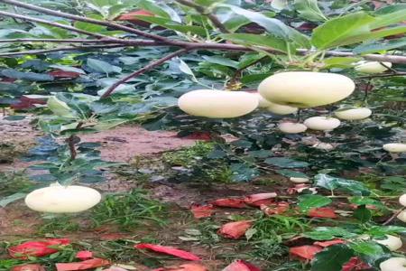 ios和平精英上色辅助(ios和平精英辅助怎么下载) ios和平精英上色辅助(ios和平精英辅助怎么下载)